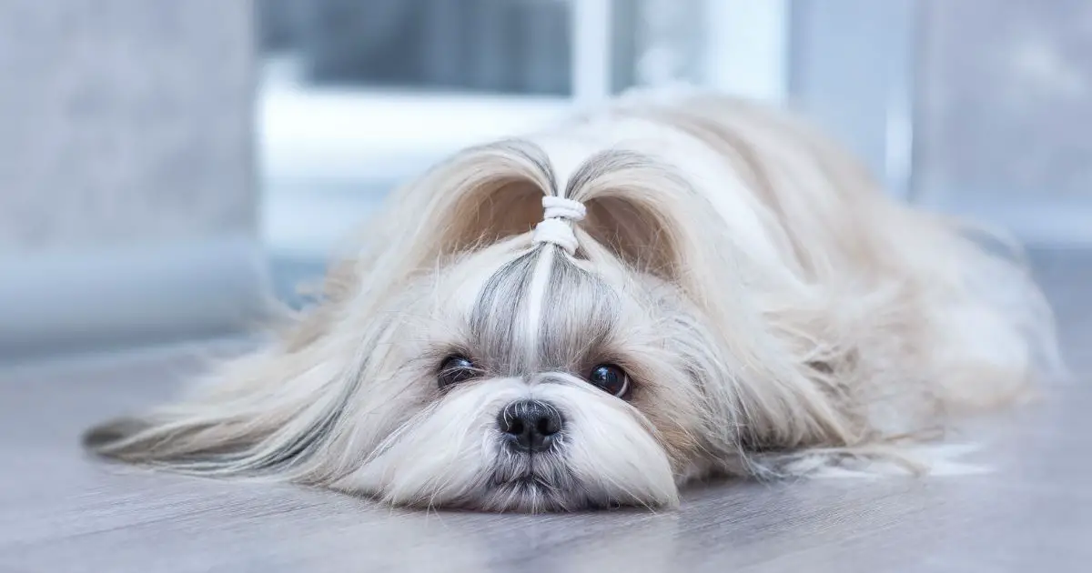 Other Health Conditions - Shih Tzu Health Issues