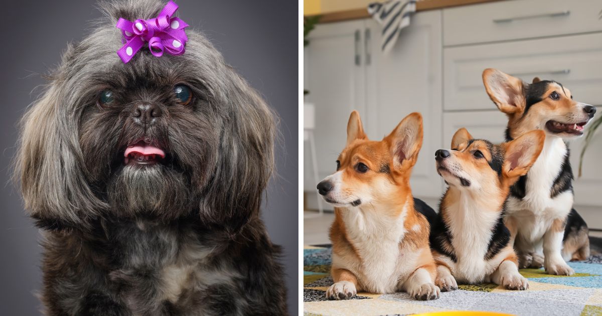 Other Shih Tzu and Corgi Mixes - Shih Tzu Corgi Mix