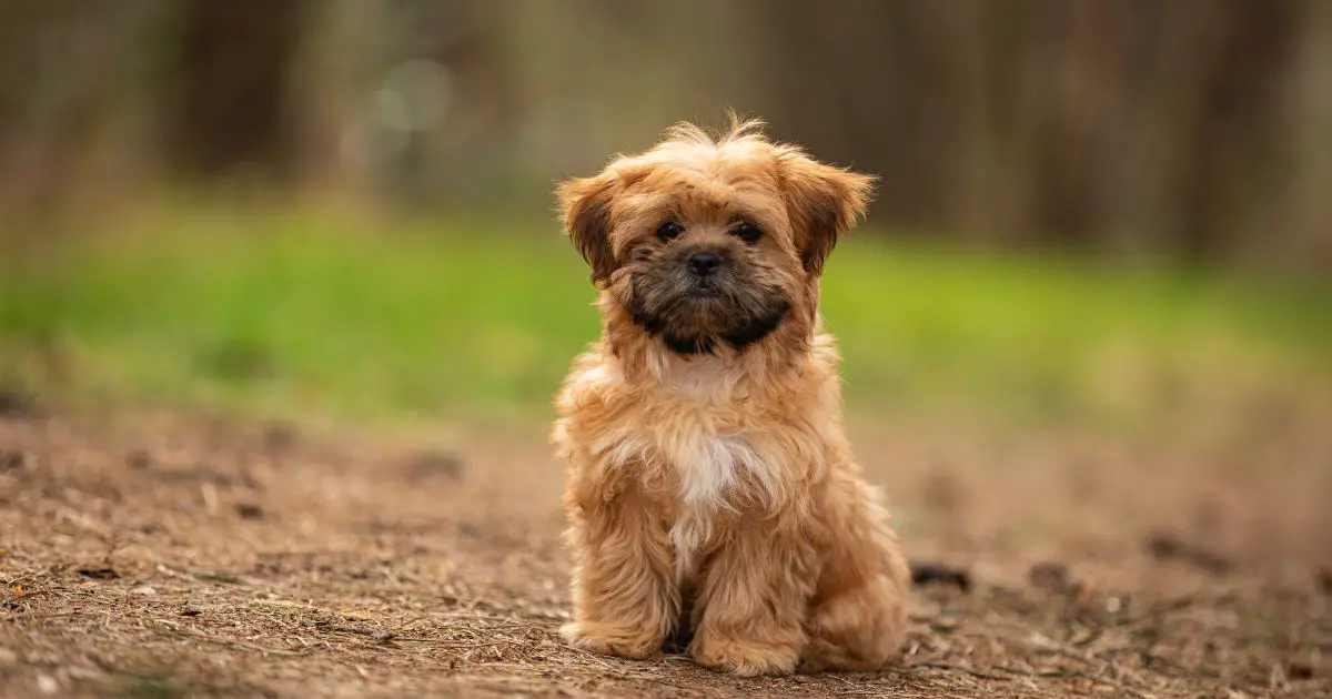 Overview of Shih Tzu and Yorkie Mix