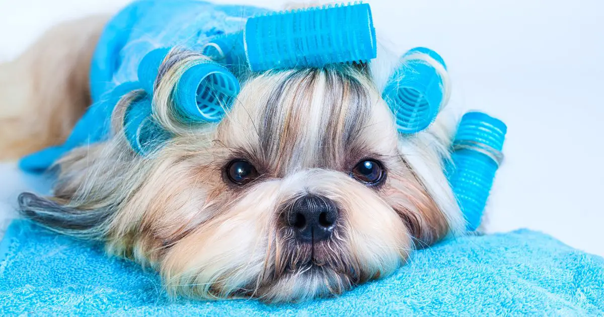 Personality and Shih Tzu Hair Styles