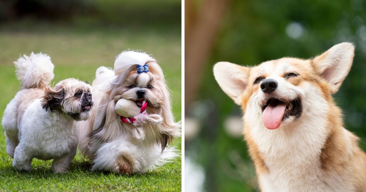 Personality and Temperament - Shih Tzu Corgi Mix