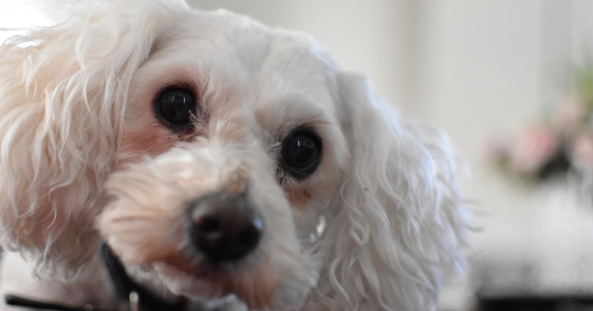 Personality and Temperament - Shih Tzu Toy Poodle Mix