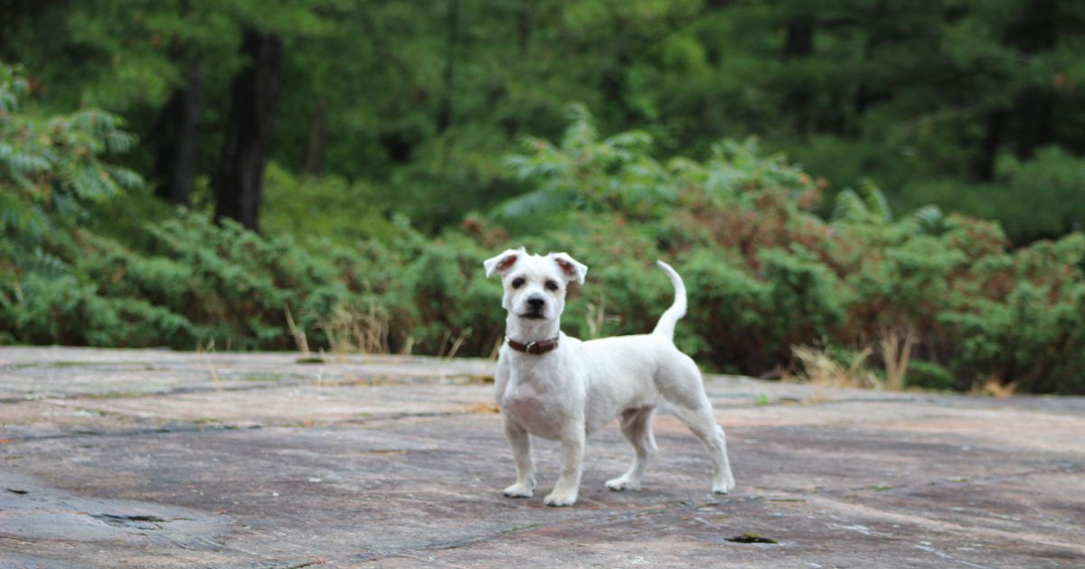 Personality and Temperament - Shih Tzu and Yorkie Mix