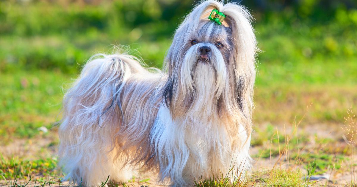 Physical Characteristics - Shih Tzu Health Issues