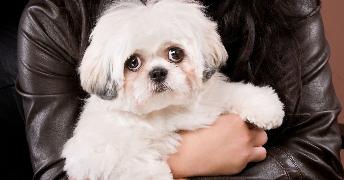 Physical Characteristics - Shih Tzu Toy Poodle Mix