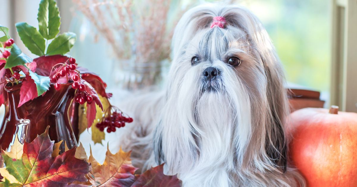 Popular Shih Tzu Haircuts Video - Shih Tzu Long Hair