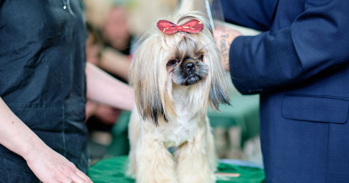 Practical Tips for Trimming Shih Tzu Hair - Shih Tzu Haircut