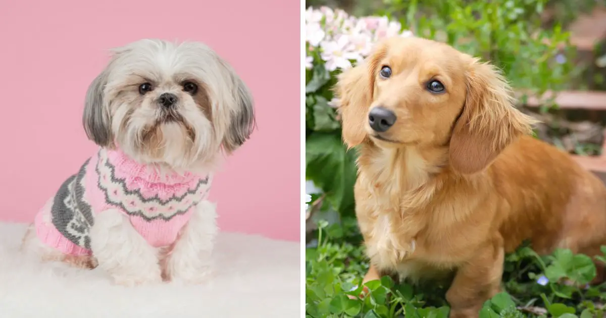 Pros and Cons of Shih Tzu Dachshund mix
