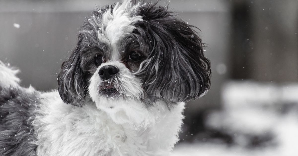 Separation Anxiety and Socialization - Maltese with Shih Tzu