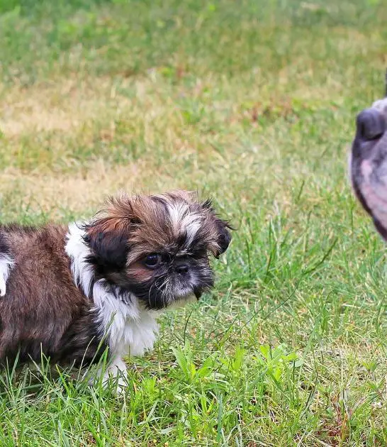 Shih Tzu Bulldog Mix: Everything You Need to Know Best Guide
