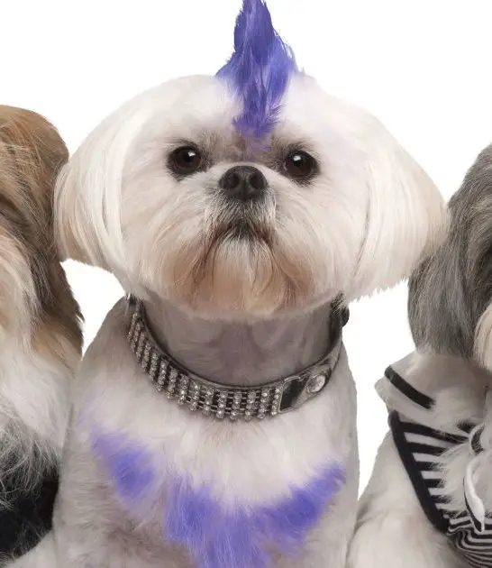 Shih Tzu Colors: Best Guide to the Different Coat Variations
