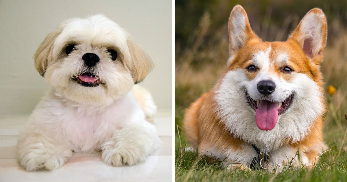 Shih Tzu Corgi Mix An Overview