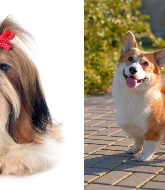 Shih Tzu Corgi Mix: Everything You Need to Know Best Guide
