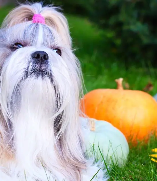 Shih Tzu Full Grown: What You Need to Know Best Guide