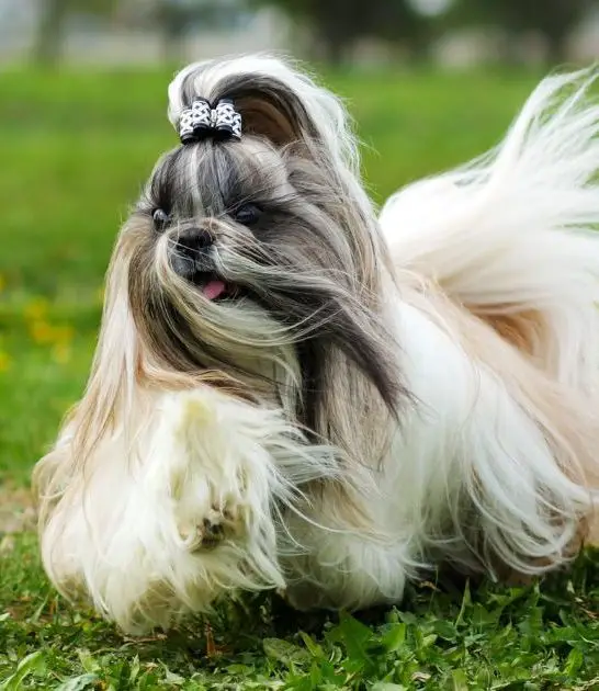 Shih Tzu Grooming Styles: A Comprehensive Guide