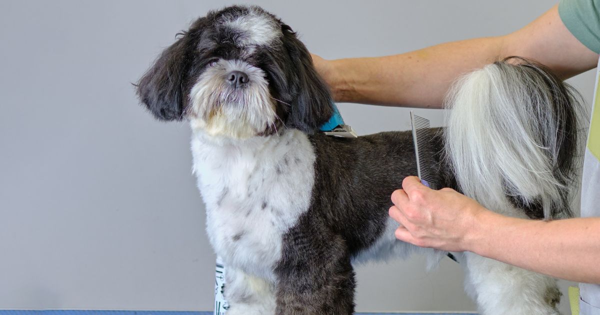 Shih Tzu Hair Care - Shih Tzu Short Hair