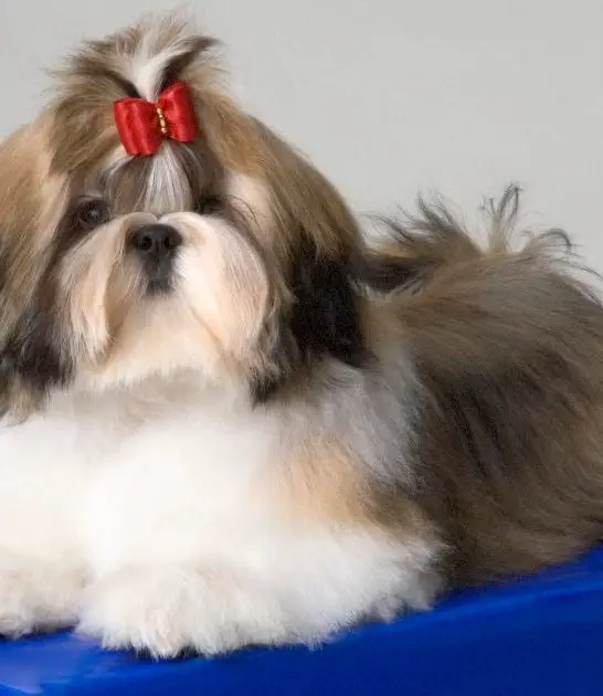 Shih Tzu Hair Styles: Best Tips and Ideas for Grooming Your Furry Friend