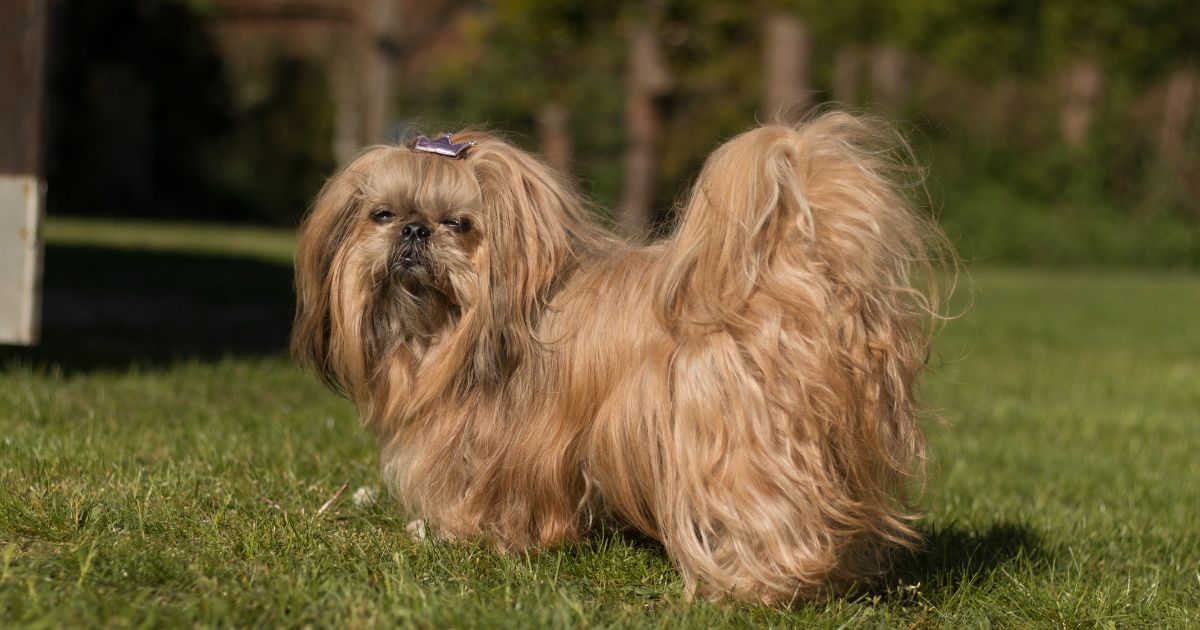 Shih Tzu Hair Styles