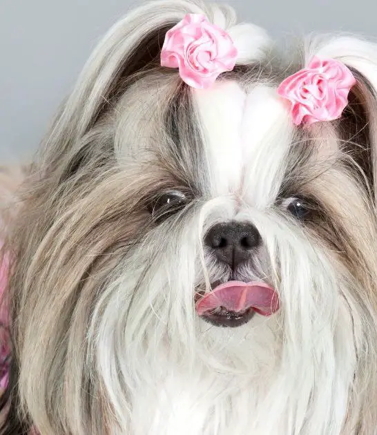 Shih Tzu Haircut: Best 6 Tips and Styles for Your Furry Friend