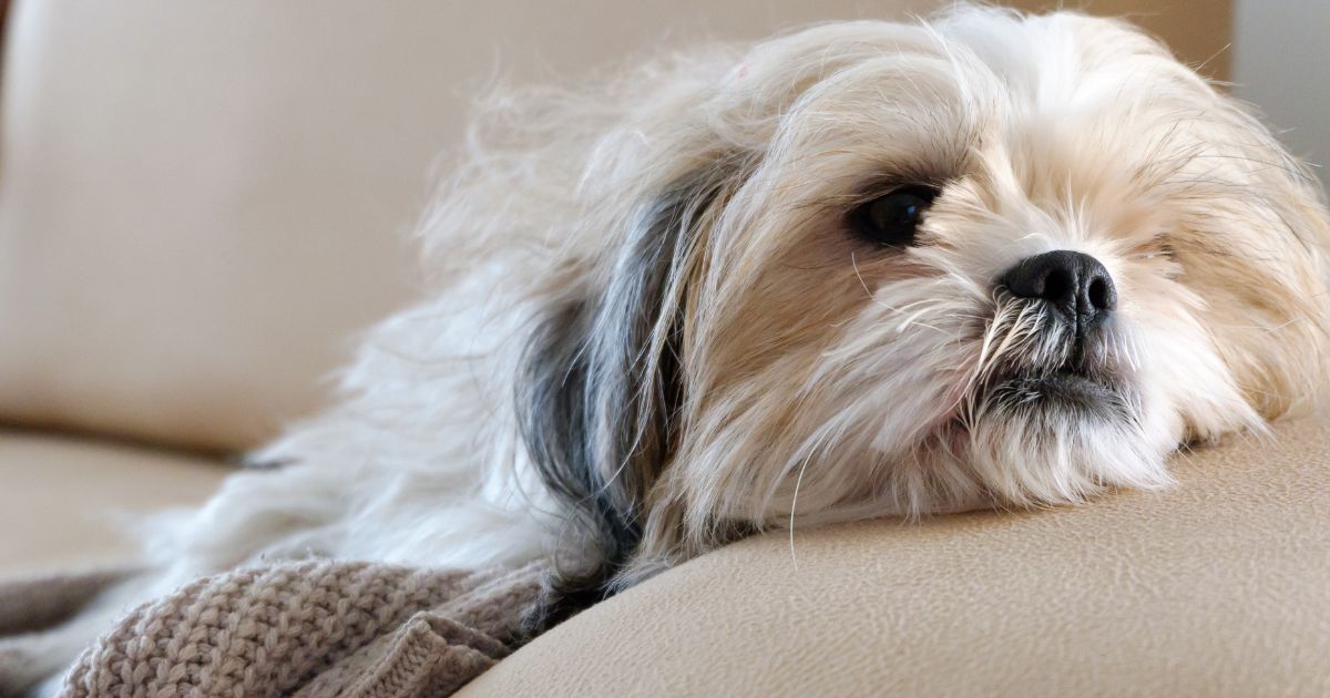 Shih Tzu Health Issues