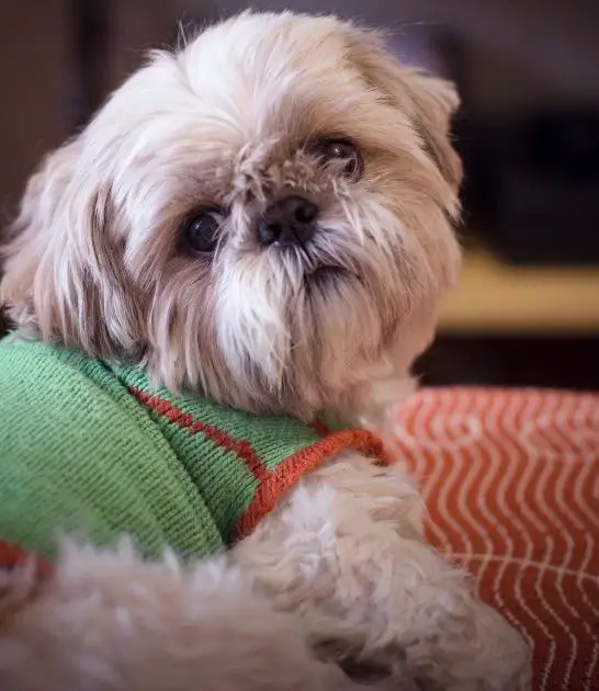 Shih Tzu Health Issues: Common Problems and Prevention Tips Best Guide