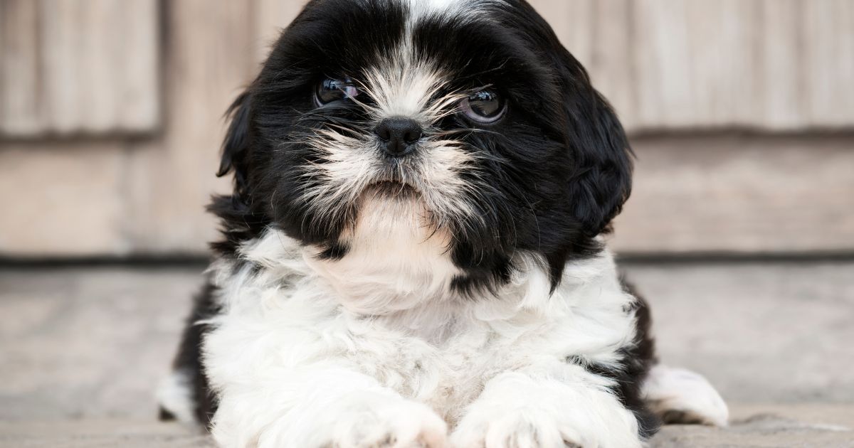 Shih Tzu Origins Shih Tzu Weight