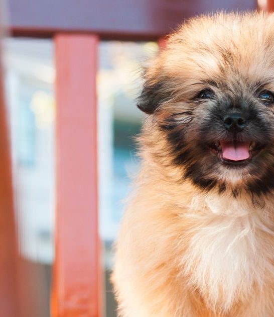 Shih Tzu Pomeranian Mix: Characteristics and Care Best Guide