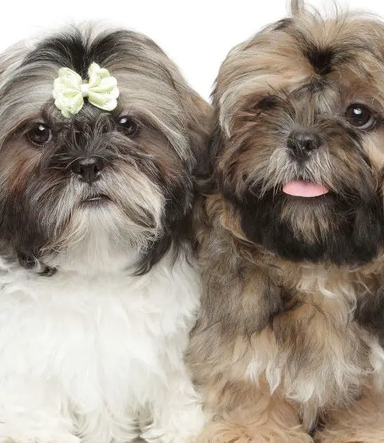 Shih Tzu Puppies: Best Guide
