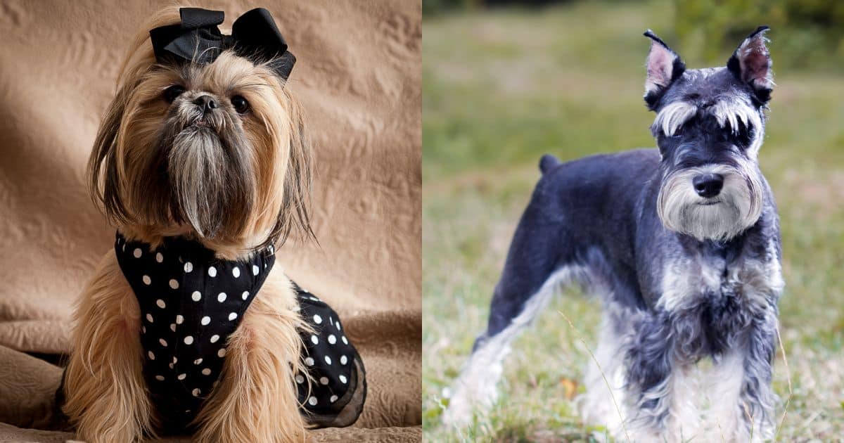 Shih Tzu Schnauzer Mix - Living Conditions