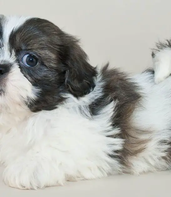 Shih Tzu Short Hair: Everything You Need to Know Best Guide