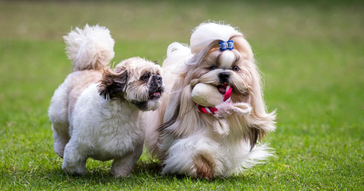 Shih Tzu Temperament - Shih Tzu Health Issues