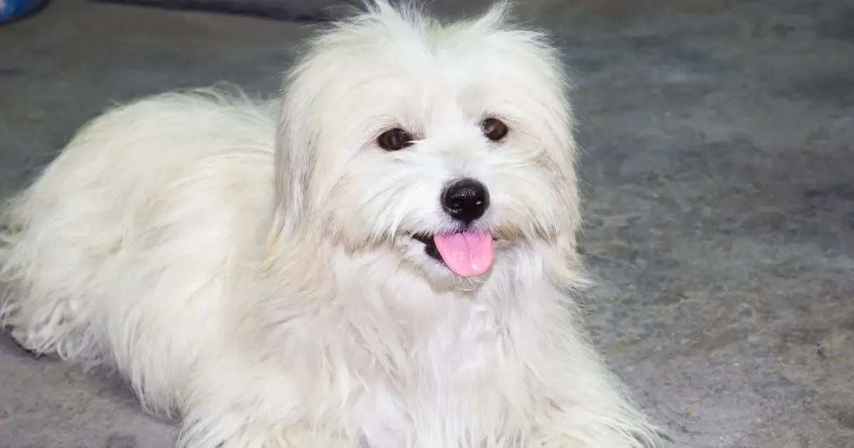 Shih Tzu Toy Poodle Mix: Everything You Need to Know