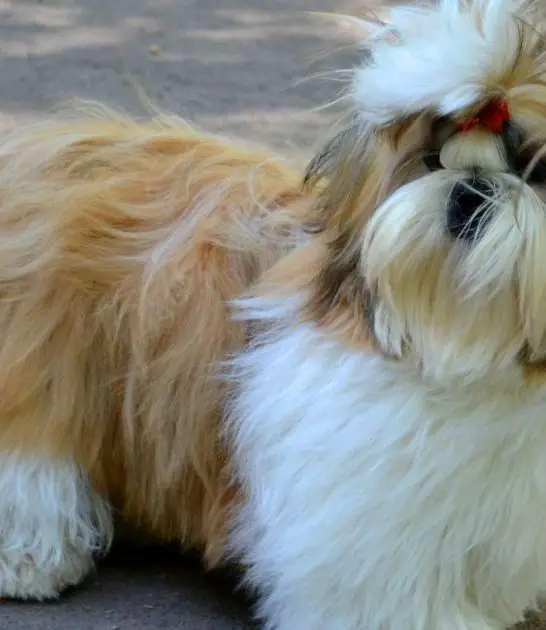 Shih Tzu Weight: How to Keep Your Furry Friend Healthy Best Guide