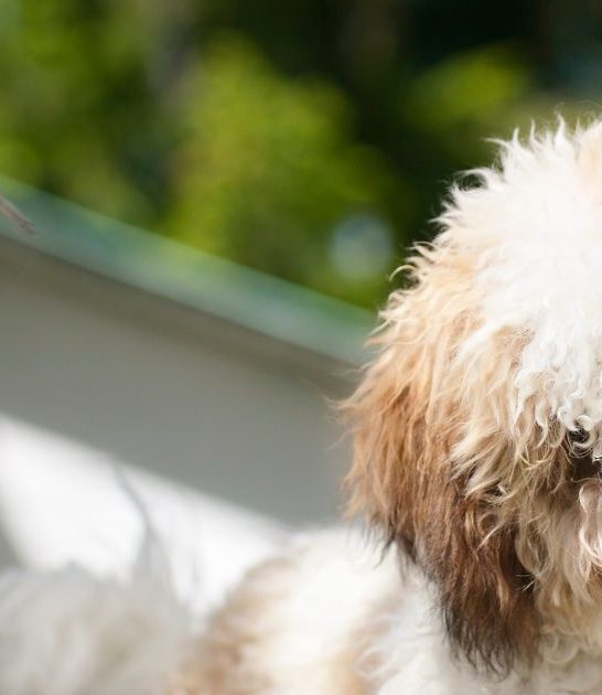 Shih Tzu and Bichon Mix: A Complete Best Guide