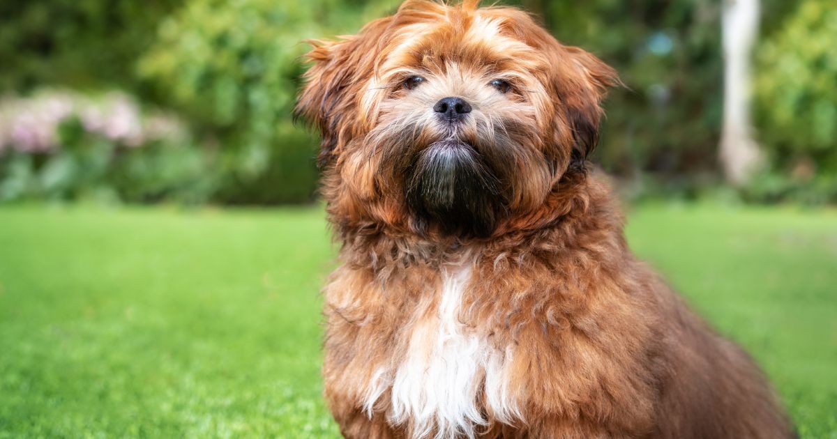 Shih Tzu and Bichon Mix Physical Characteristics