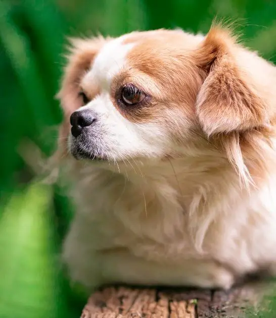 Shih Tzu and Chihuahua Mix: Best Ultimate Guide