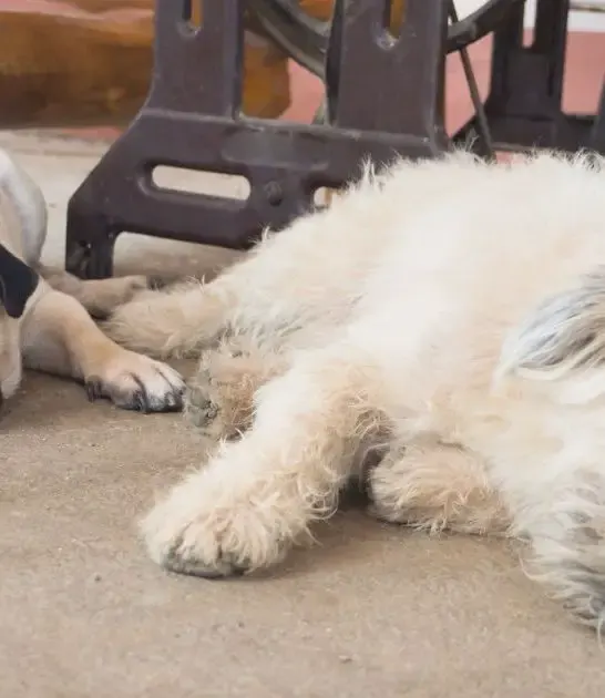 Shih Tzu and Pug Mix Best Guide to This Adorable Designer Dog Breed