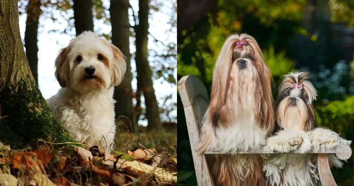Shih Tzu vs Havanese: Best Guide to Choosing the Right Breed