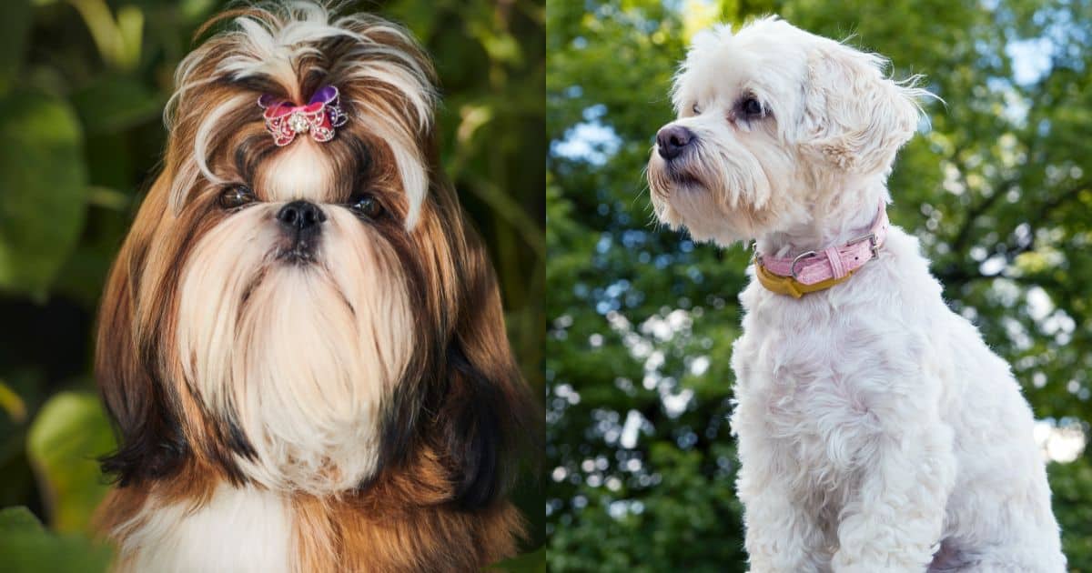 Shih Tzu vs Havanese