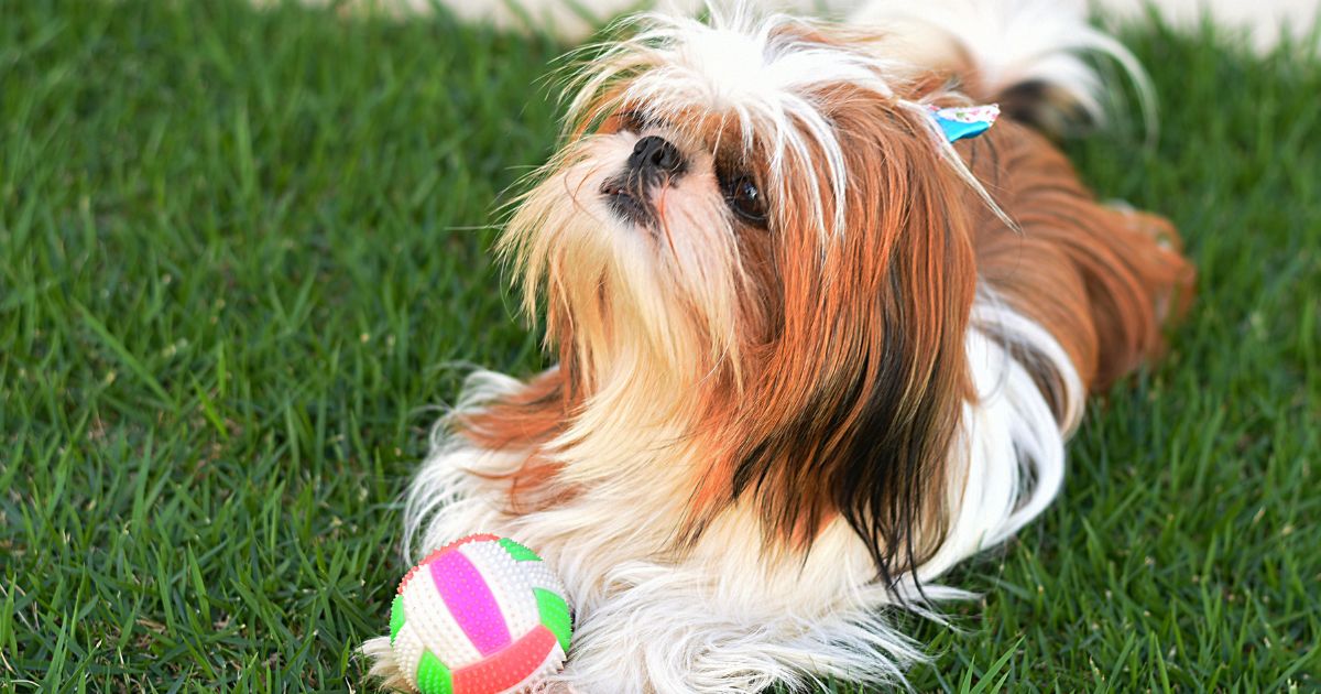 Shih Tzu's Hair and Lifestyle - Shih Tzu Long Hair