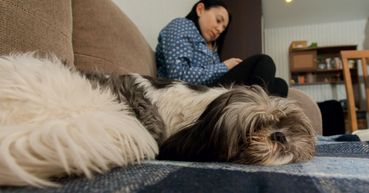 Shih Tzus and Families - Are Shih Tzus Smart