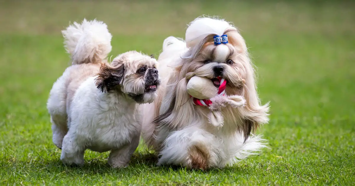 Shih Tzus and Intelligence - Are Shih Tzus Smart