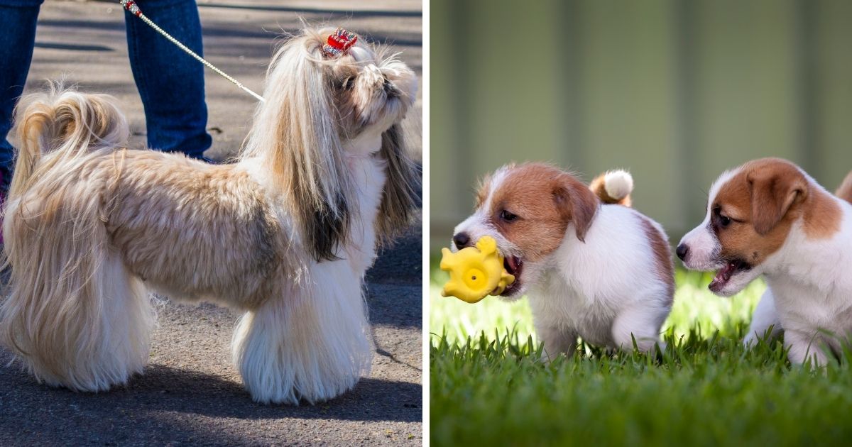 Socialization and Behavior - Shih Tzu Jack Russell Mix