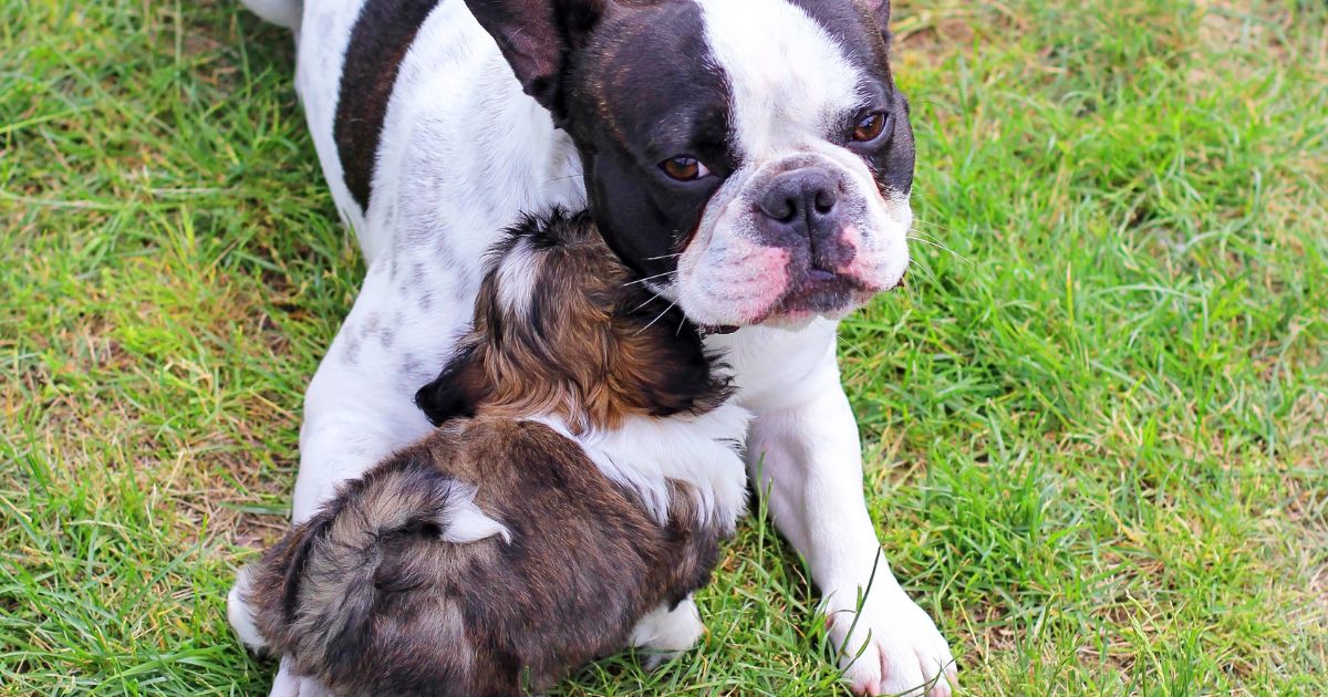 Socialization and Training - Shih Tzu Bulldog Mix