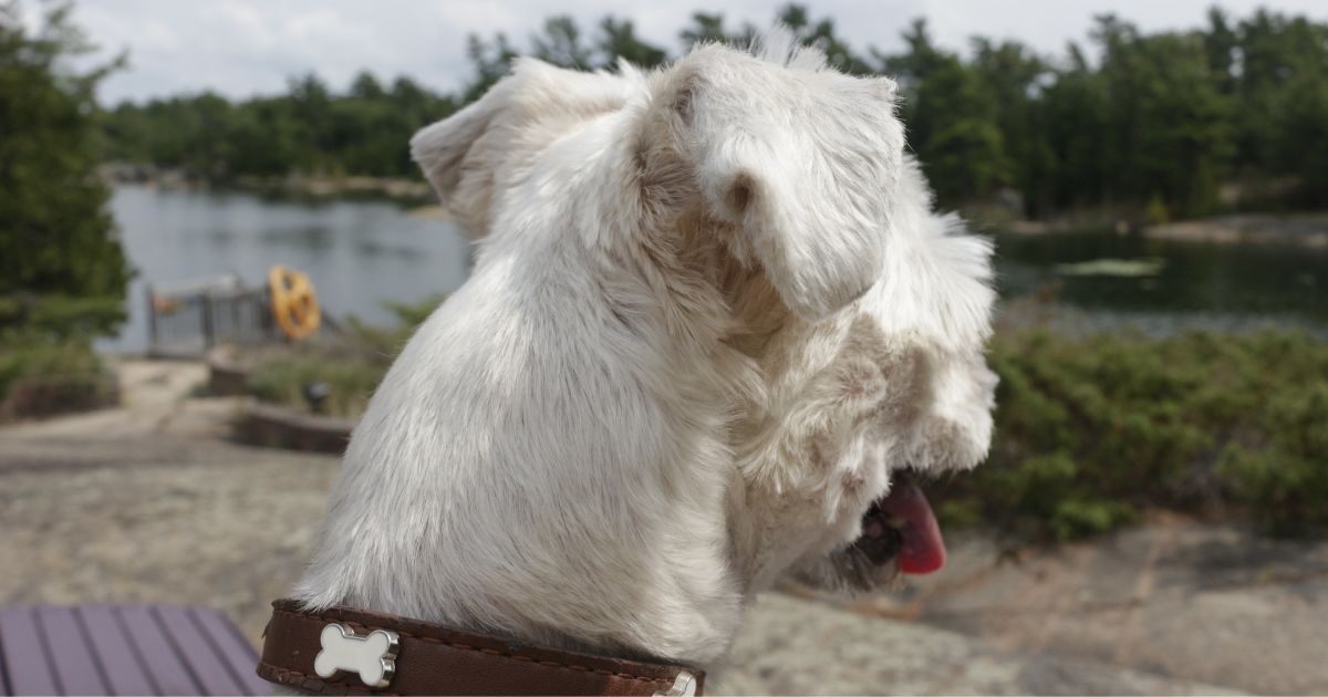 Suitability for Families and Living Conditions - Shih Tzu and Yorkie Mix