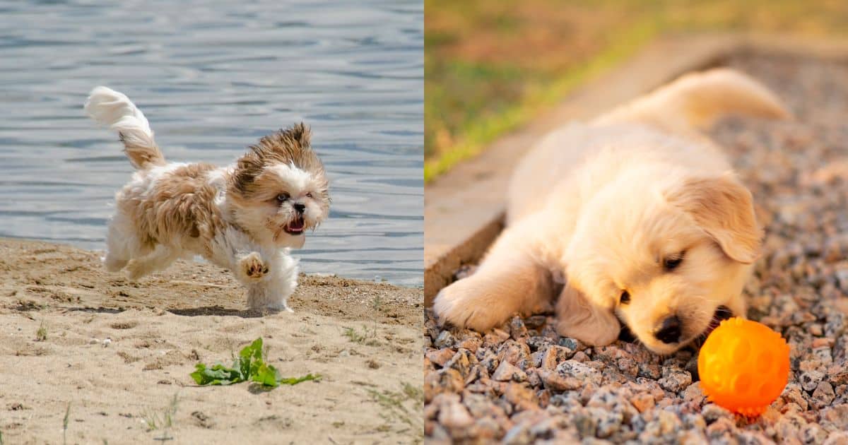 Temperament - Shih Tzu Golden Retriever Mix