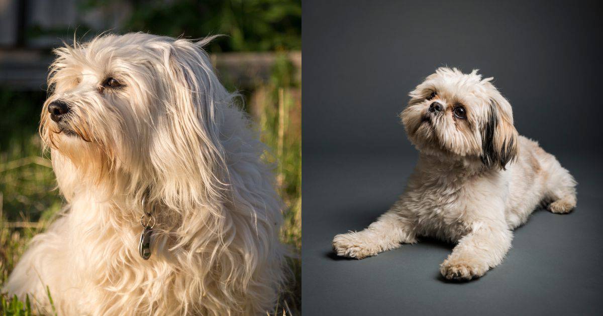 Temperament - Shih Tzu vs Havanese