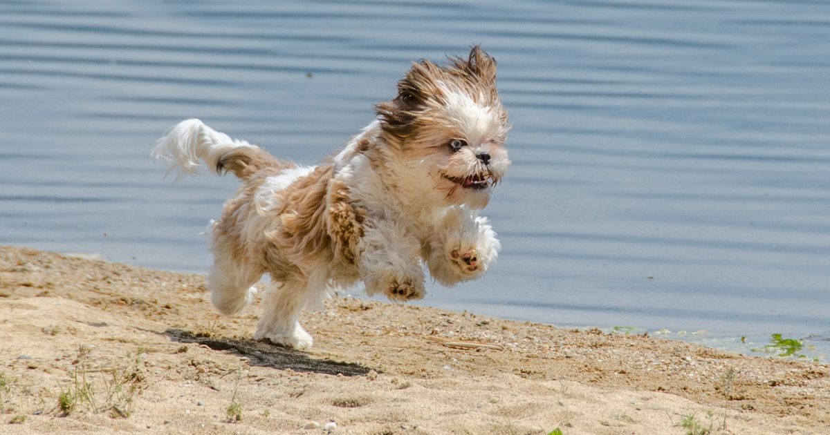 Temperament and Behavior - Shih Tzu Weight