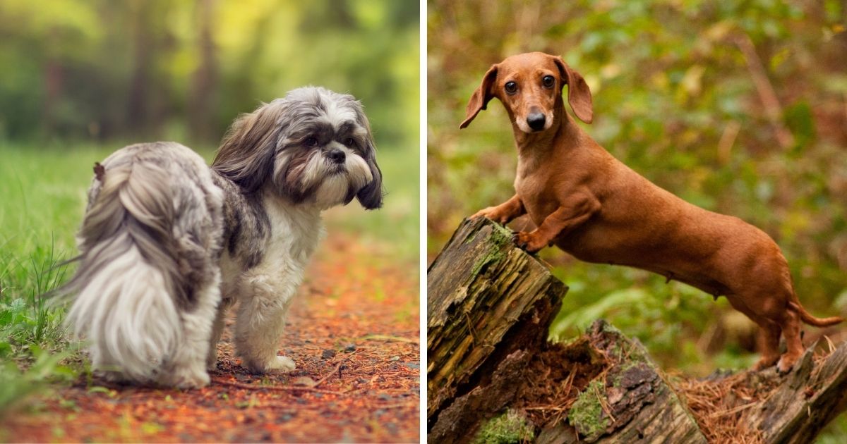 Temperament and Behavior of Shih Tzu Dachshund Mix