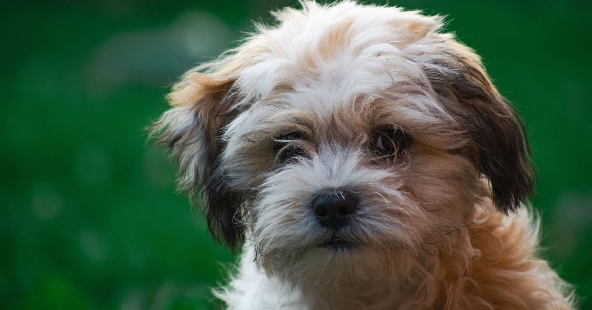 Temperament and Personality - Shih Tzu and Bichon Mix